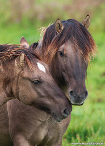 Konik paarden kaart