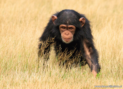 ansichtkaart chimpansee