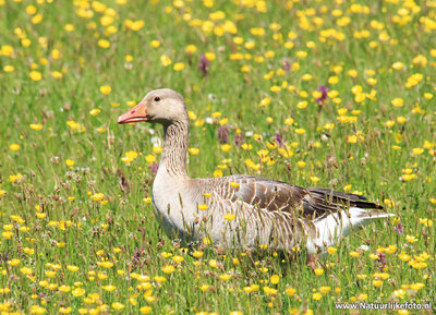 ansichtkaart grauwe gans