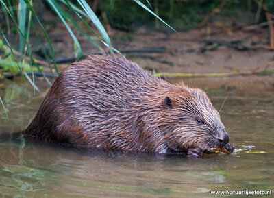 ansichtkaart bever