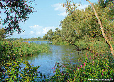 ansichtkaart Biesbosch