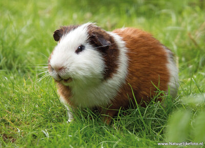 cavia kaart- postkaart cavia - ansichtkaart cavia