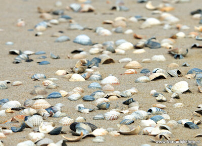 ansichtkaart schelpen op het strand