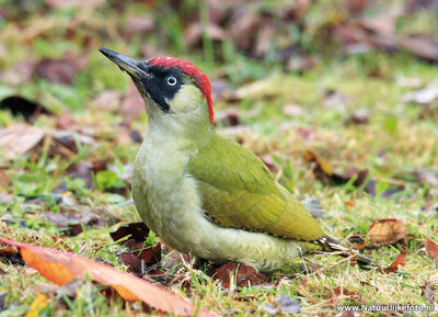 ansichtkaart groene specht