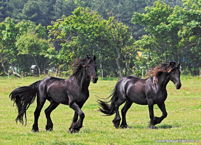 ansichtkaart Friese paarden