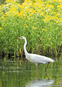 ansichtkaart grote zilverreiger