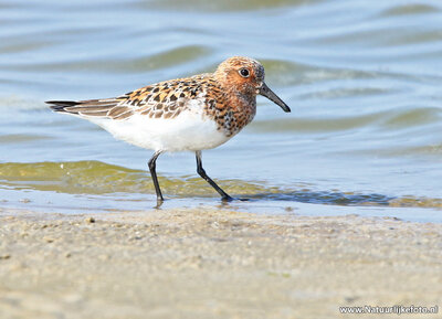 ansichtkaart kleine strandloper