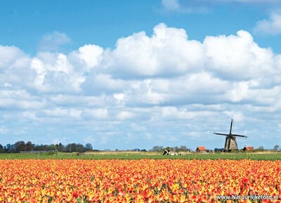 ansichtkaart tulpenveld met molen