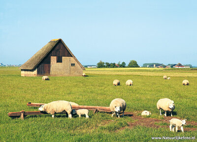 ansichtkaart schapenboet op Texel