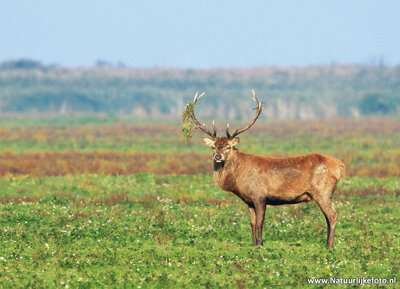 ansichtkaart edelhert in de Oostvaardersplassen