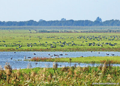 ansichtkaart Oostvaardersplassen