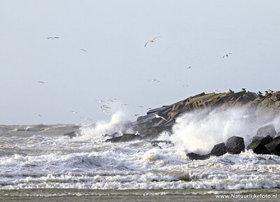 ansichtkaart strand bij IJmuiden