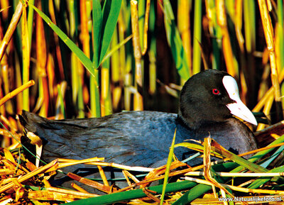 ansichtkaart meerkoet