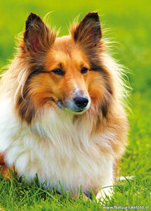 ansichtkaart hond - Shetland Sheepdog