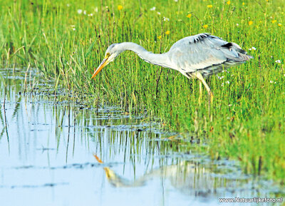 ansichtkaart blauwe reiger