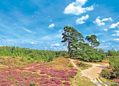 ansichtkaart heide van Bakkeveen