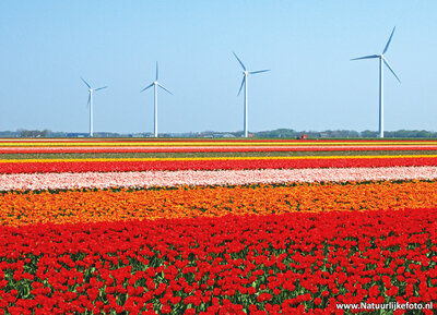 ansichtkaart tulpenveld met windmolens