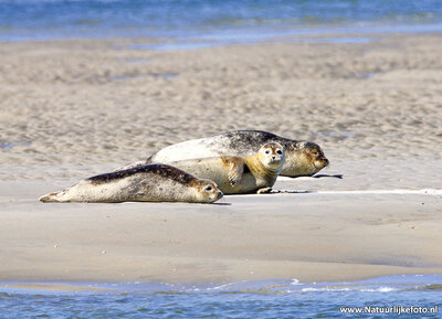 ansichtkaart zeehonden