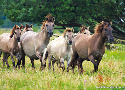 ansichtkaart konikpaarden