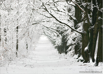 ansichtkaart winterslaantje