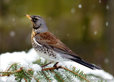 ansichtkaart kramsvogel