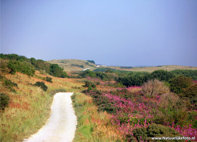 ansichtkaart duinen van Ameland