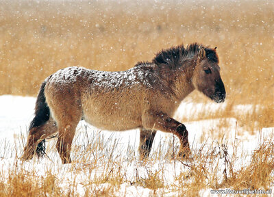 ansichtkaart konik paard in de sneeuw