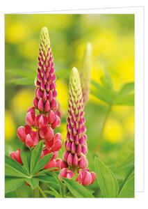 Wenskaart zonder tekst - lupine