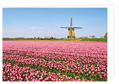 Wenskaart zonder tekst - molen met tulpen