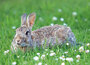 Dieren kaarten