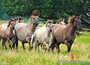 Dieren kaarten