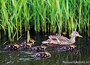 ansichtkaarten vogels